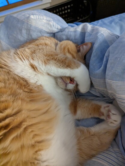 Orange tabby cat curled up taking a nap with his paw covering his eyes