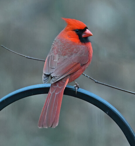 Male Northern cardinal on a gray day. All red bird with black mask on face. 