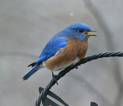 Male eastern bluebird. Brilliant blue head, back and wings and cinnamon colored chest and belly.