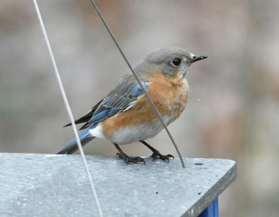 Female eastern bluebird. Light gray head and black with light blue on the wings, cinnamon chest and white belly.