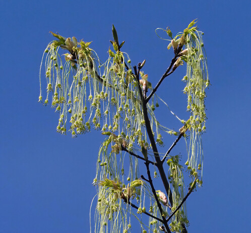 Maple blossoms. This is either a sugar maple or a male box elder tree, I can't decide.