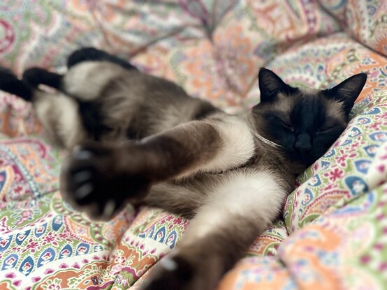 I have disturbed his slumber! Both front paws are stretched forward towards the camera. They are so close that they are out of focus. 