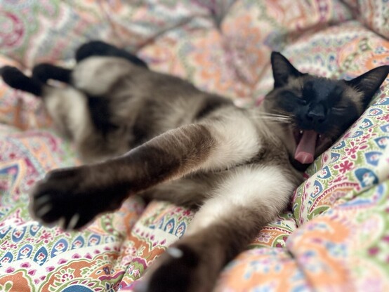 Big kitty yawn! The paws are still stretched! It is extremely cute!