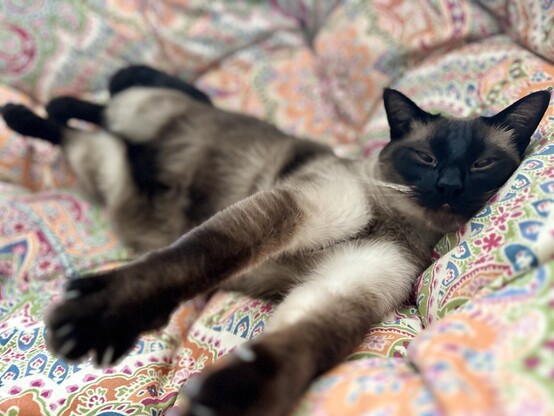 The yawn is over now, but Monkey’s front legs are still outstretched. But now his eyes are all blinky with sleep.