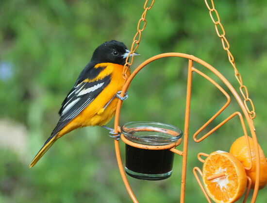 An orange and black Baltimore oriole came to the jelly feeder.