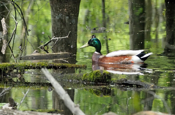 This duck looks mostly like a male mallard, but his sides are cinnamon instead of gray, so he may be partly domestic duck 