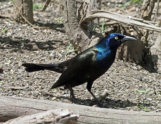 A common grackle, with a shiny dark blue head, a shiny black body and yellow eyes.