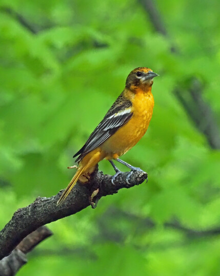 Nicely posed female Baltimore oriole showing her golden color, speckled head and brown and white wings.