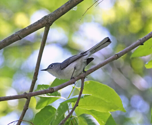 This tiny blue gray gnatcatcher is white below with a white eyering. It usually is in non-stop motion, but this one paused to sing.