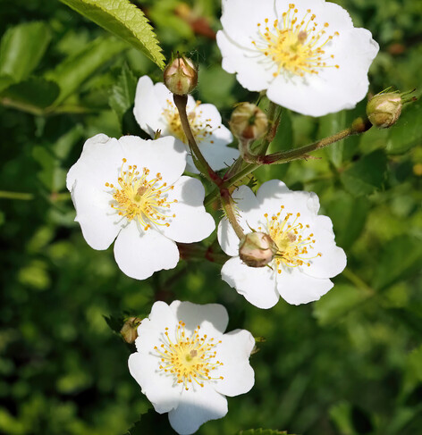 This rosa multiflora is all over the place. It's a native of East Asia.