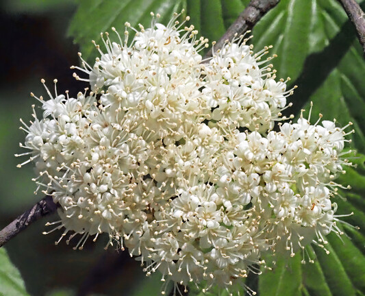 This is a blooming viburnum, lantana I think. It has small white flowers in clusters on a big bush. 