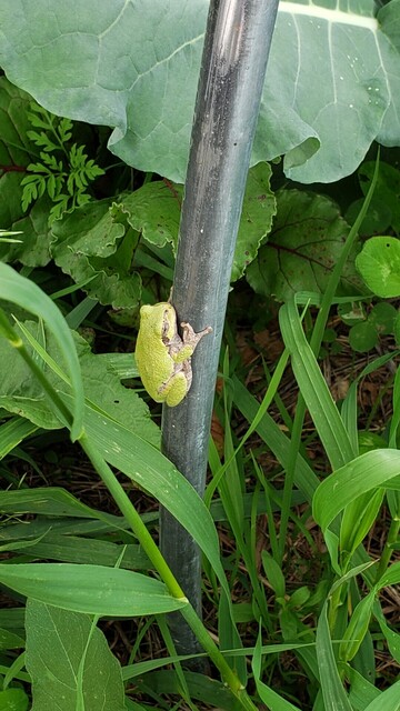A green tree frog clings to the hoop of a low tunnel garden with brassica and beets foliage in the background.