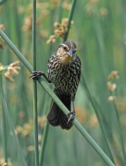 An adult female red winged blackbird, with her brown and beige speckled front and her brown back, perches on a reed just above her recently fledged baby.