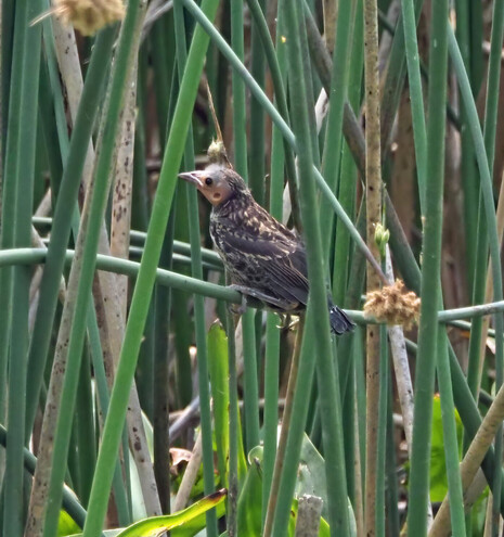 A newly fledged red winged blackbird. My guess is it tumbled out of the nest and managed to break its fall by clinging onto a reed, just above the surface of the water. The hole behind its eye is its ear; normally the hole would be covered by feathers. 