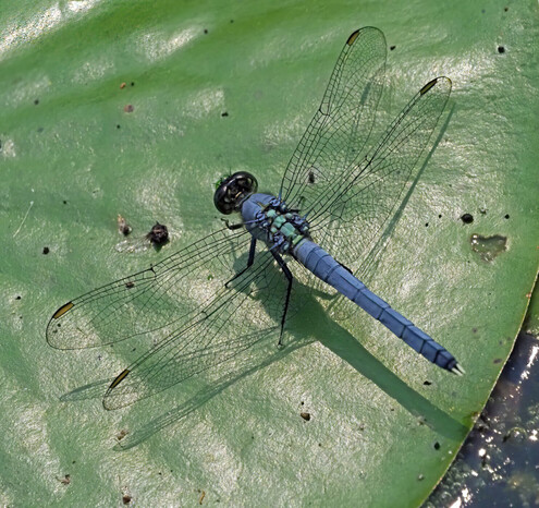 A male eastern pondhawk dragonfly is powdery blue in color with a green face and white claspers at the tip of the abdomen. I saw a few females last week. 