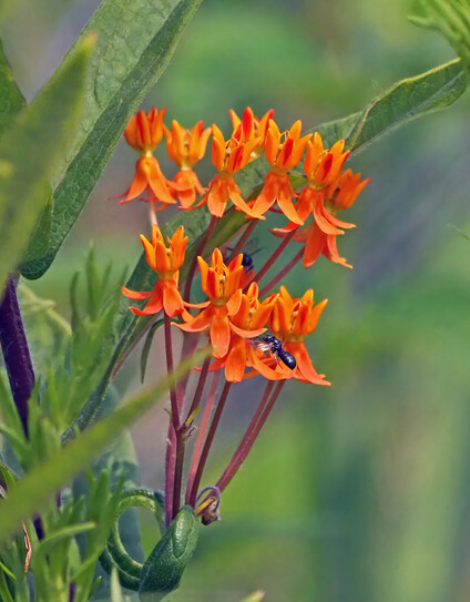 Butterfly milkweed (also known as butterfly weed). It has thin leaves and bright orange flowers unlike common milkweed. 