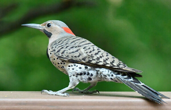 A Northern flicker is a woodpecker, but it forages on the ground. Or on our feeders. The black stripe on the lower face shows that its a male. 