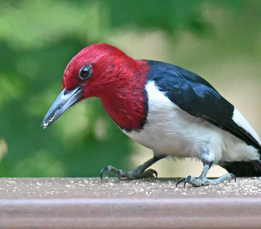 A red headed woodpecker picks up some suet crumbs from the railing. Males and females look the same, so there's no way to know if this is a male or female. 