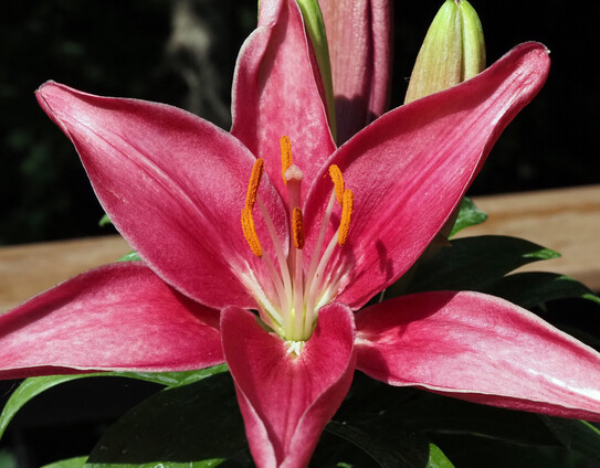 A pink lily. 