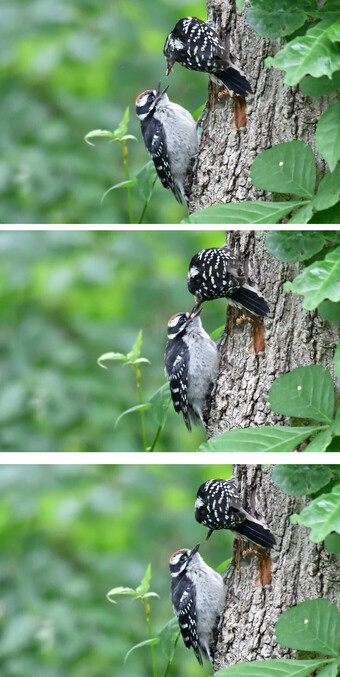 Female downy woodpecker (top), with her black and white feathers, feeding her baby boy some suet she got from the feeder next to the tree.