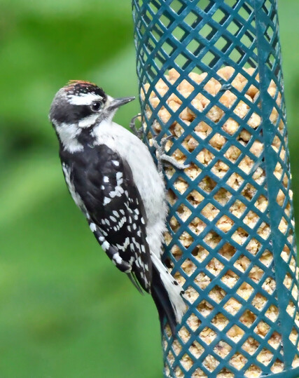 This is the same baby boy downy woodpecker, perched on the suet nugget feeder and trying to get it to feed him. I don't think he got anything to eat, but he'll figure it out soon enough.