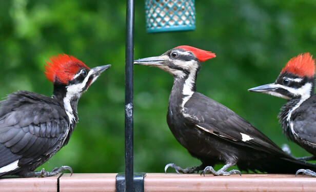 In the middle is a female adult pileated woodpecker. On her right is her baby girl and on her left, her baby boy. In the background is the suet nugget feeder. She filled her beak with suet and fed each of them on the deck railing. 