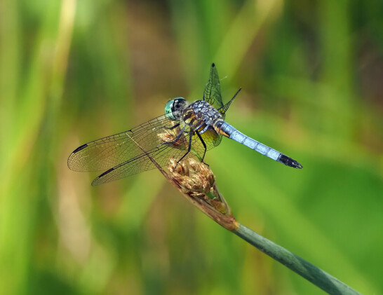 A small dragonfly with a dusky blue, black tipped abdomen, big green eyes and black lacy wings, perches on a tiny twig of an aquatic plant (male blue dasher dragonfly).