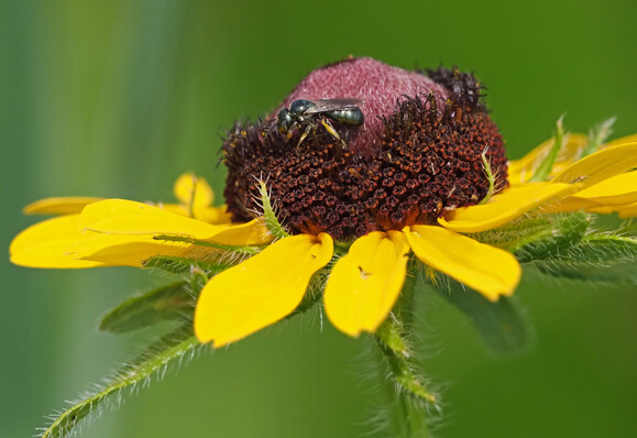 A black bee with yellow legs (a spurred ceratina) gets nectar from a yellow daisy-like flower with a raised dark red center (a black eyed Susan).