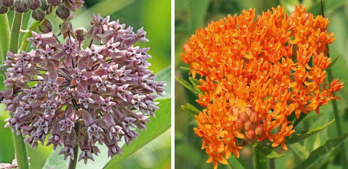 2 types of milkweed. On the left, common milkweed with is pale pink with a darker center and big leaves. On the right, butterfly milkweed, with it's bright orange flowers and thin leaves.