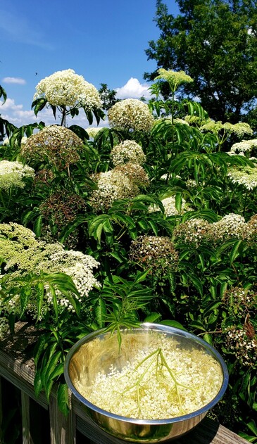 Harvesting elderflowers on the west deck under a blue sky with a few puffy white clouds.