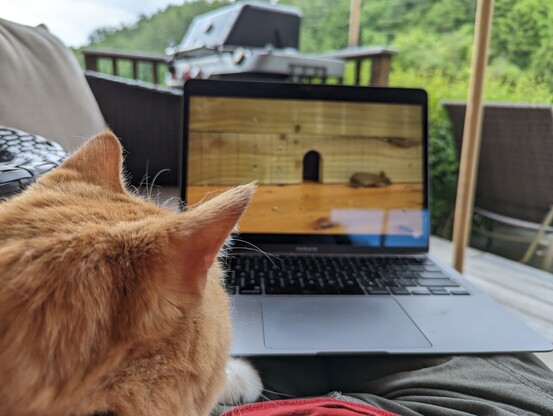 Picture of orange tabby (named Rapid) watching a YouTube channel of mice on my laptop 