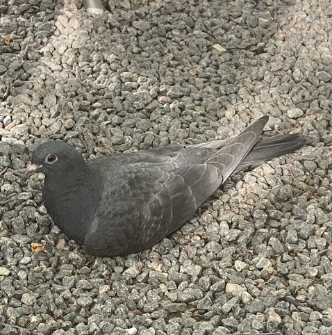 A pigeon that was there for the jazz