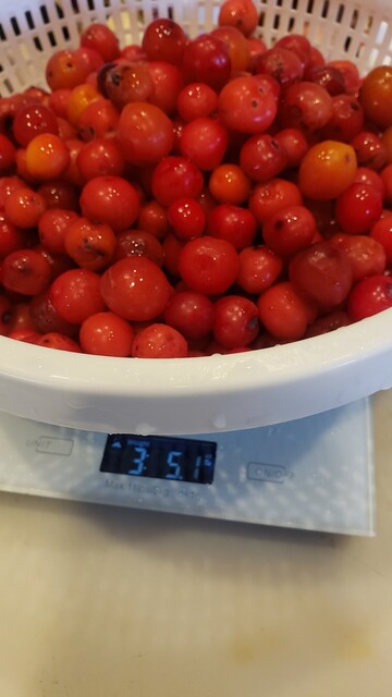 Sand hill plums in a collander on a scale that says 3. Lbs. 5.1 oz.