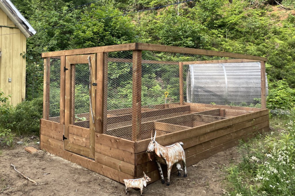 Enclosed garden and two metal goats 
