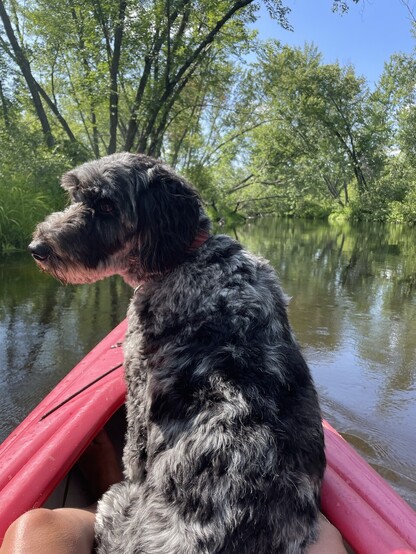 Dog in kayak