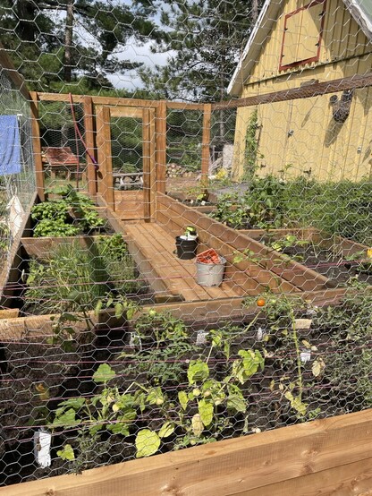 Photograph of enclosed cottage garden - cherry tomatoes the first to ripen 