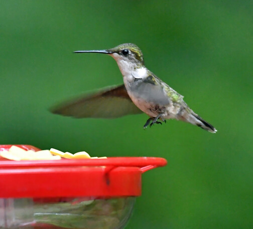 One of three hummingbirds now coming to the feeder. This is either an adult female or a juvenile female. She has a white throat, chest a belly and iridescent green feathers covering most of the rest of her.