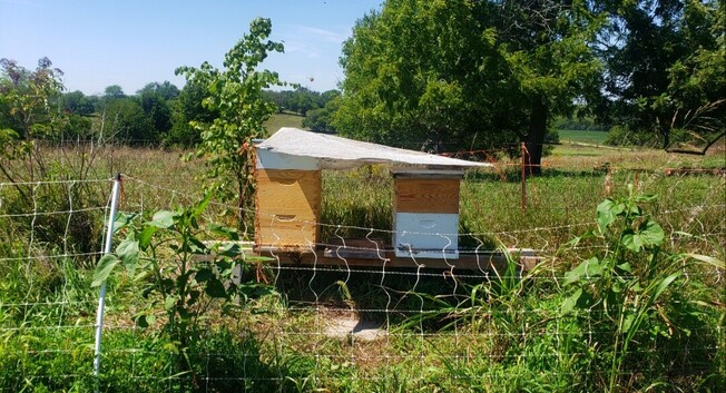 A shadecloth stretched over two beehives to provide shade.