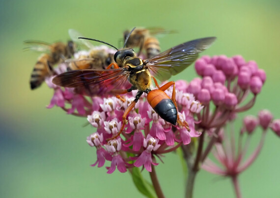 Katydid wasp, with dark wings spread adn clearly showing its orange and black abdomen, preparing to take off from where it was nectaring on pink swamp milkweed. Some domestic honeybees are in the background. 
