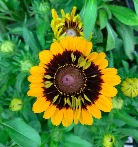 Flower for sale at Kroger supermarket. Yellow petals, rounded at the end, ending in dark red in the center, with some green petals surrounding a dark red center. Some kind of black eyed Susan?