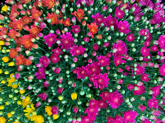 Flower pot for sale at Kroger supermarket. Different colored mums growing in the same pot--yellow, orange and fuchsia. 
