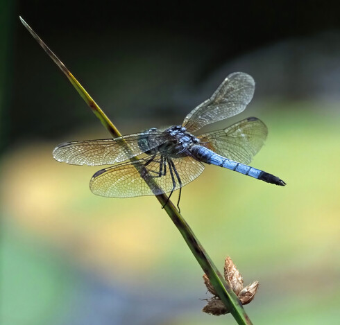 Male blue dasher dragonfly perched on a stem. It has a powder blue abdomen with a dark tip, big green eyed and a striped thorax. Its wings are spread, partially obscuring it's thorax and head. 