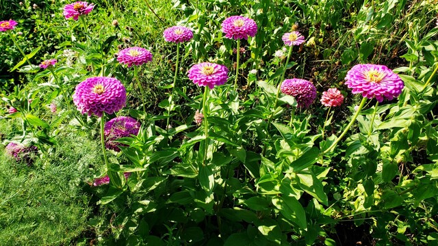 Giant pinkish lavender zinnias.
