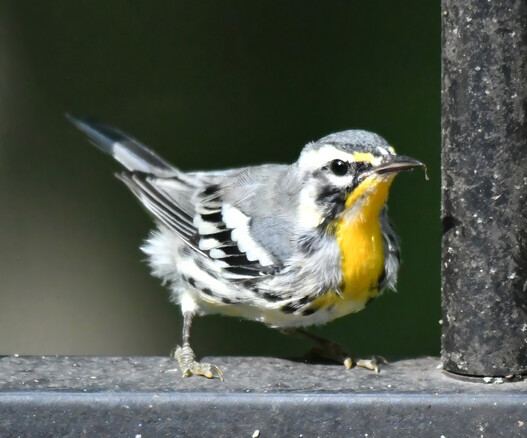 The yellow throated warbler has a bright yellow throat and upper chest. The rest of the chest and the belly is white. Elsewhere, it is a light gray with black and white accents. This bird is molting, so his feathers are sticking out everywhere and in places, you can see missing feathers.