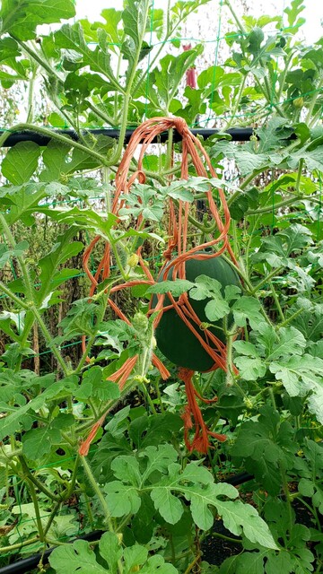 Another small watermelon in a homemade baling twine hammock affixed to a trellis.