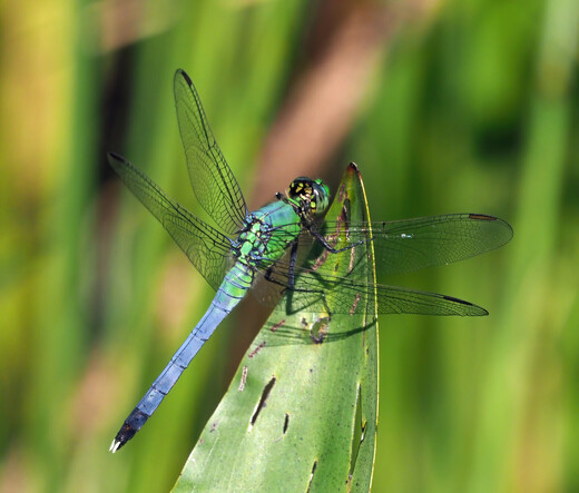 The eastern pondhawk dragonflies are slightly bigger than the blue dashers. This is a young male, with a powder blue abdomen and some green in his thorax. The females are bright green. 