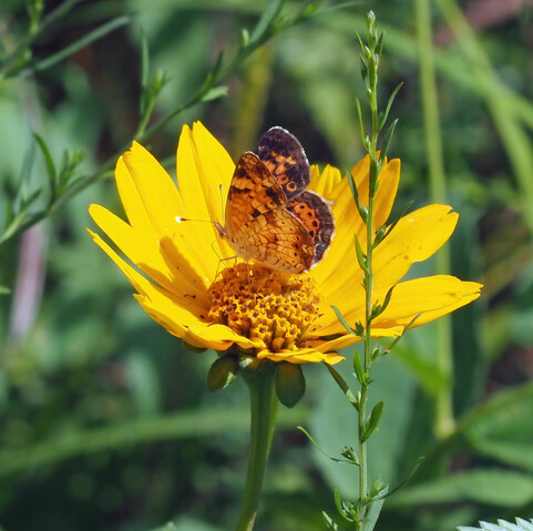 A tiny pearly crescent butterfly visits a sunflower. The butterfly is about  an inch wide with its wings fully open, and is orange with dark brown and black marking. 