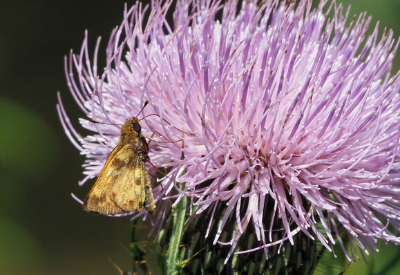 A tiny (1/2 inch) beige and brown butterfly, the zabulon skipper, clings onto the side of a lavender-colored thistle flower.