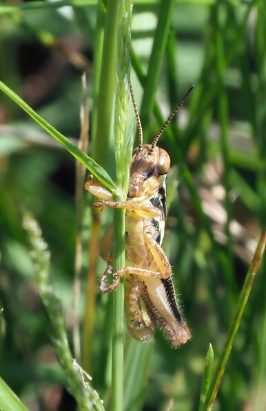 This is an Atlantic grasshopper. It is less than an inch long. For comparison, that is a blade of grass it is perched on.
