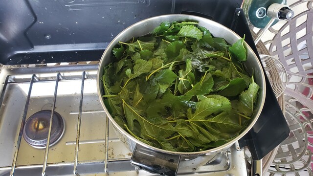A pot of mulberry leaves simmering on a camp stove on the bistro table on our deck.